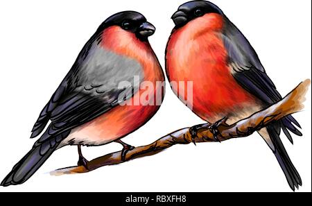Una coppia di bellissimi uccelli invernali bullfinches su sfondo bianco, mano bozzetto Illustrazione Vettoriale