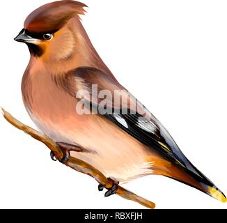 Ritratto di un uccello Waxwing seduto su un ramo su sfondo bianco, mano bozzetto Illustrazione Vettoriale