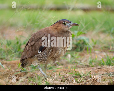 Notte: la malese-heron, Gorsachius melanolophus, singolo uccello sull'erba, Taiwan, Gennaio 2019 Foto Stock