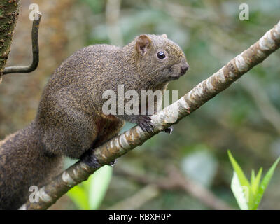 Pallas di scoiattolo, Callosciurus erythraeus, unico mammifero sul ramo, Taiwan, Gennaio 2019 Foto Stock