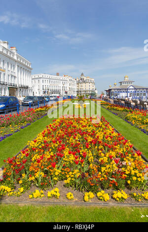 Eastbourne East Sussex Regno Unito bellissimi fiori nel sole di primavera in questa cittadina di mare Foto Stock