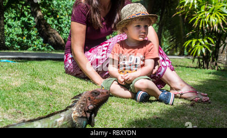 Una bella foto di madre e figlio osservando un grande e bellissimo esemplare di iguana verde. Jaco, Costa Rica Foto Stock