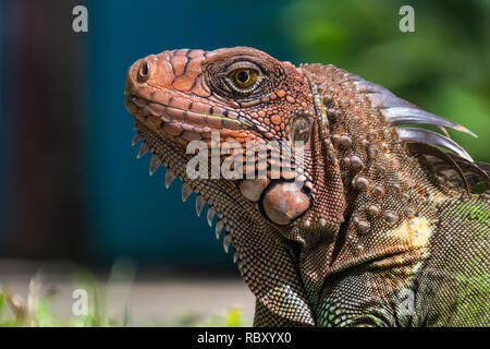 Un bel ritratto di un enorme e colorato iguana verde. Jaco, Costa Rica Foto Stock