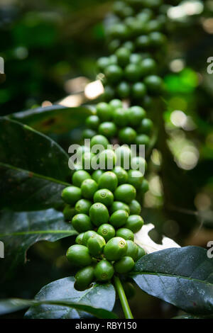 Acerbi verde biologico arabica coffee beans sullo stelo e succursale presso la piantagione di caffè a Omkoi farm in Chiang Mai, Thailandia. Foto Stock