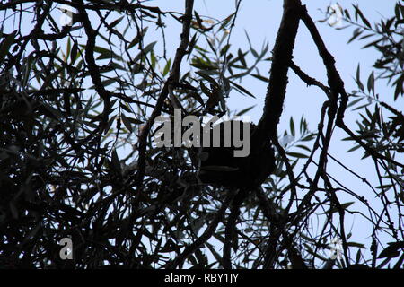 Magpie-Lark (Grallina cyanoleuca) nido di uccello sul ramo di scovolino da bottiglia albero di bargiglio, Gold Coast, Australia Foto Stock