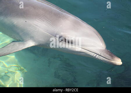 Comune di delfini Bottlenose (Tursiops truncatus) Vicino lungo il litorale Foto Stock
