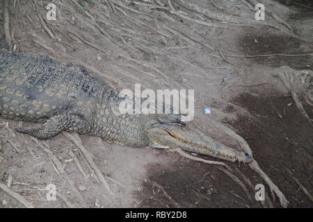 Australian coccodrillo di acqua dolce (Crocodylus Johnstoni) crogiolarsi al fianco di Riverbank Foto Stock