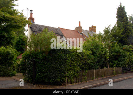 Terrazza di tre cottage con tetto di diversi stili, con siepi ricoperta di fronte che blocca la visualizzazione in o out, Flitton, Bedfordshire Foto Stock