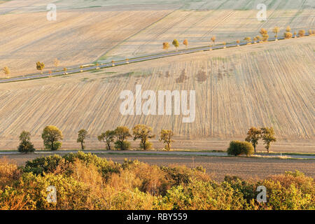Due strade con filari di alberi in autunno colori, tra un vuoto molto secco campo con tracce di macchine agricole, alberi gettato ombre lunghe - L Foto Stock