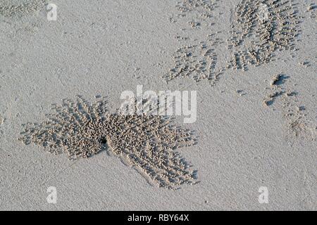 Fori di granchi sulla spiaggia di sabbia. Foto Stock