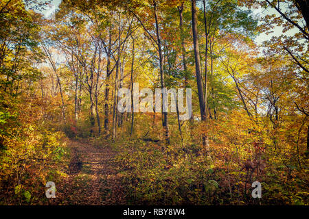 Autunno bello e mite foresta con alberi colorati e un sentiero stretto Foto Stock
