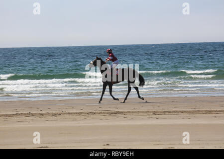 Annuale cavallo racing beach, rossbeigh, wild atlantic modo, County Kerry, Irlanda Foto Stock