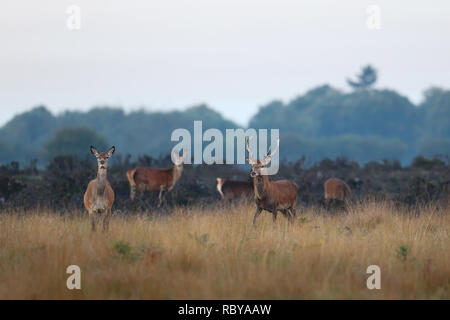 Cervo sulla Dunwich Heath, Suffolk Foto Stock