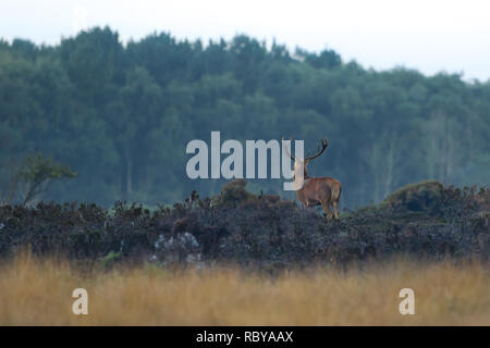 Cervo sulla Dunwich Heath, Suffolk Foto Stock