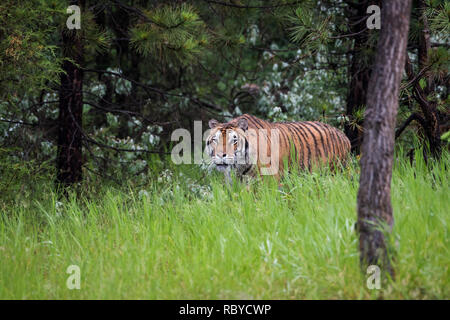 Tigre di Amur Stalking attraverso l'erba lunga in una foresta di pini Foto Stock