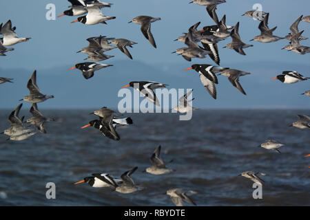 Wader misti gregge in volo - Oystercatcher (Haematopus ostralegus) e Rosso (Nodo Calidris canutus) Foto Stock