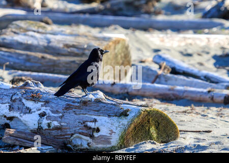 Soleggiato Northwestern Crow appollaiato su legno deriva su una spiaggia canadese Foto Stock