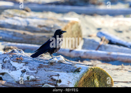 Soleggiato Northwestern Crow appollaiato su legno deriva su una spiaggia canadese Foto Stock