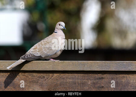 Collard Colomba appollaiata su una recinzione Foto Stock