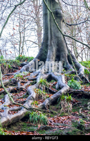 Esposte le radici di un faggio nel North Yorkshire Foto Stock