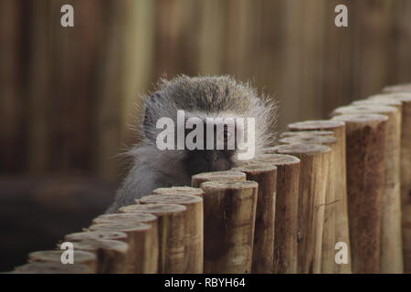 Vervet monkey in Kruger Park Lodge Resort, Hazyview - Mpumalanga in Sudafrica. Foto Stock