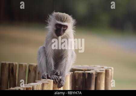 Vervet monkey in Kruger Park Lodge Resort, Hazyview - Mpumalanga in Sudafrica. Foto Stock