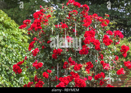A strapiombo red rose di crescere in giardino su un supporto Foto Stock