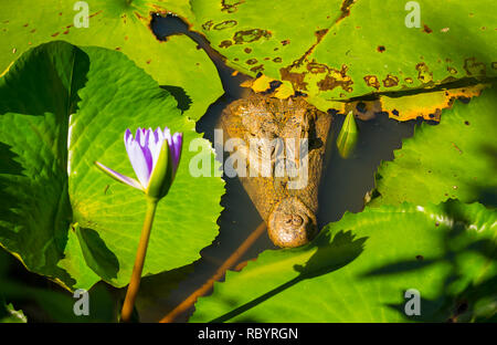 Caimano crocodilus crocodilus. Caimano sotto l'acqua in habitat naturale in Tobago, West Indies. La testa e gli occhi sono al di sopra della superficie dell'acqua Foto Stock