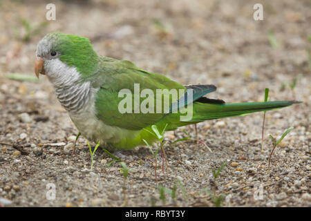 Monaco parrocchetto (Myiopsitta monachus), noto anche come la quaker parrot. Foto Stock