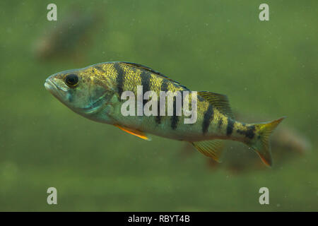 Unione pesce persico (Perca fluviatilis). Pesci di acqua dolce. Foto Stock