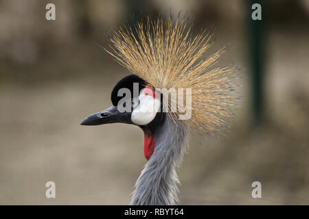 East African Crowned Crane (Balearica regulorum gibbericeps), noto anche come crested gru. Foto Stock