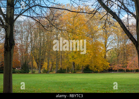 In autunno gli alberi, Autunno Fogliame, foglie di autunno Foto Stock