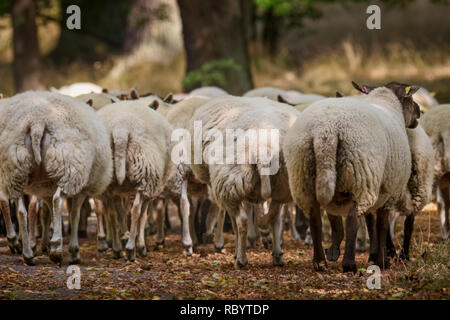 Gregge di pecore di passare a nuovi pascoli Foto Stock