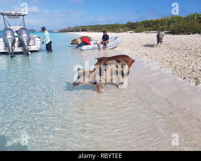 Spiaggia di maiale è un'isola disabitata situato in Exuma, Bahamas. L'isola prende il suo nome non ufficiale dal fatto che esso è popolato di suini. Foto Stock