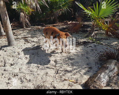 Spiaggia di maiale è un'isola disabitata situato in Exuma, Bahamas. L'isola prende il suo nome non ufficiale dal fatto che esso è popolato di suini. Foto Stock