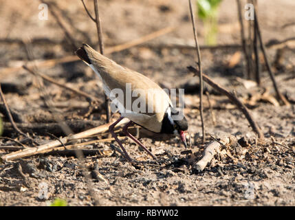 A testa nera (Pavoncella Vanellus tectus) Foto Stock