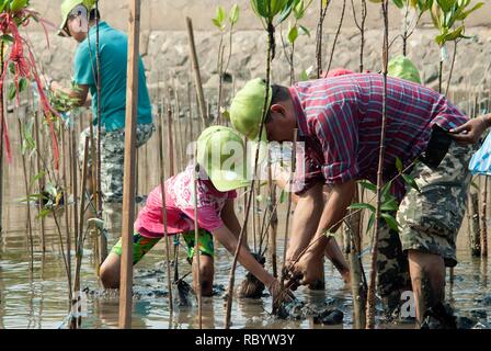 Thai famiglia non identificato volontari che lavorano su piante giovani alberi di mangrovia in rimboschimento per ridurre il riscaldamento globale lungo le rive a Bangpu beach. Foto Stock