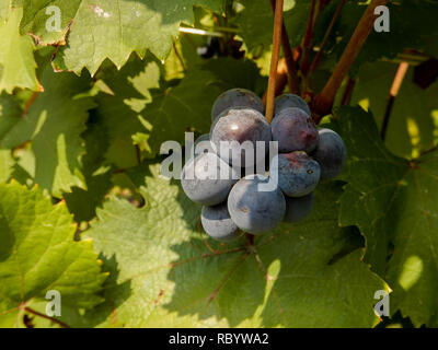 Vigneti delle Langhe intorno a La Morra, Piemonte - Italia Foto Stock