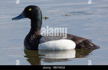 Maggiore Scaup (Aythya marila) galleggiante su un lago a Margaret Eagan Sullivan Park di Anchorage in Alaska, Foto Stock