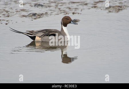 Maschio o drake Northern pintail (Anas acuta) nuotare in un flusso sulle velme a bassa marea Foto Stock