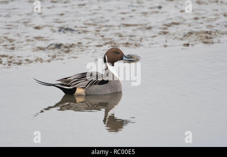 Maschio o drake Northern pintail (Anas acuta) nuotare in un flusso sulle velme a bassa marea Foto Stock