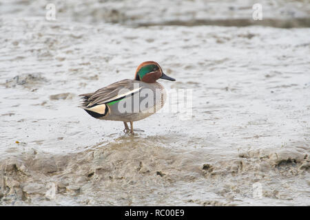 Eurasian o comune (teal Anas crecca) sulle velme costiere a bassa marea Foto Stock