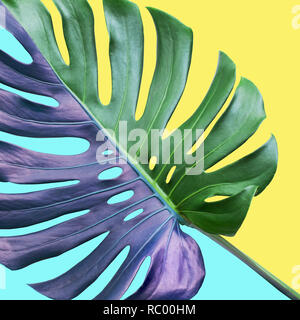 Colorato di monstera tropicali foglie su sfondo pastello.Natura e vacanze estate concetti.elementi floreali Foto Stock