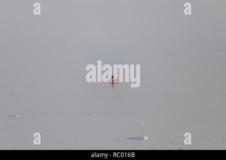 Un uomo a nuotare in acque poco profonde di Salt Lake Urmia, West Azerbaijan provincia, Iran Foto Stock