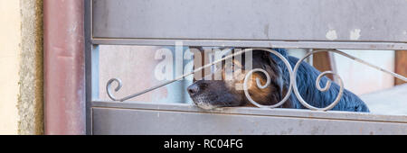 Cane marrone cercando triste attraverso una recinzione Foto Stock