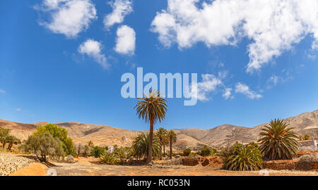Le palme in un paesaggio desertico in Fuerteventura Isole Canarie Foto Stock