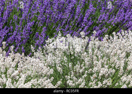 Lavanda bianca pianta inglese lavanda Lavandula angustifolia 'Sentivia Silver' Foto Stock