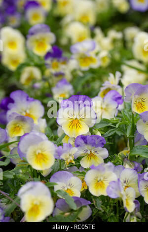 Viola x wittrockiana fiori. Pansy cool serie wave. Foto Stock