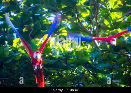 Una foto di due scarlet macaws di decollare da un albero. Su uno sfondo verde Foto Stock