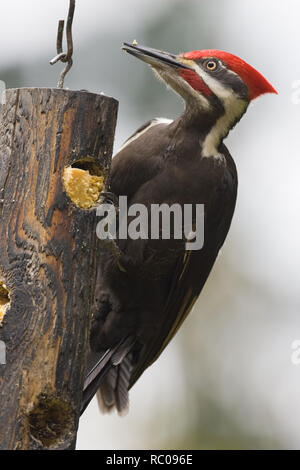 Picchio Pileated (Drycopus pileatus) close-up sul log suet alimentatore. Visita il nostro log suet alimentatore per diverse volte al giorno. Foto Stock